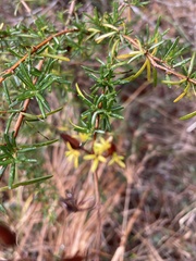 Hypericum galioides