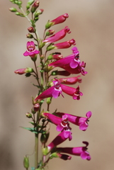 Penstemon pseudospectabilis