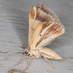 Chiasmia turbulentata