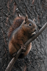 Sciurus anomalus