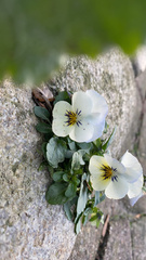 Viola × wittrockiana