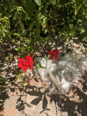 Glandularia peruviana