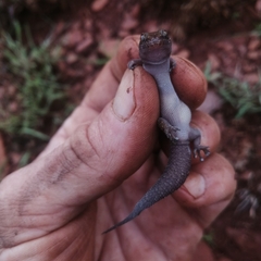 Pachydactylus affinis