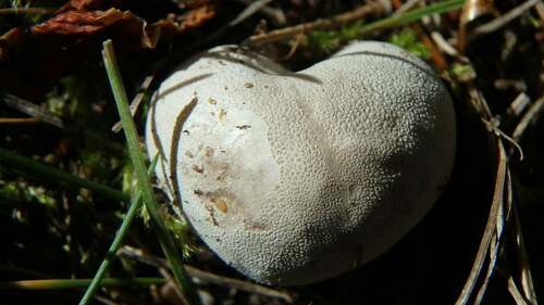 Meadow Puffball