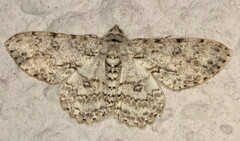 Cleora nigrisparsalis