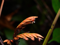 Monotagma contractum