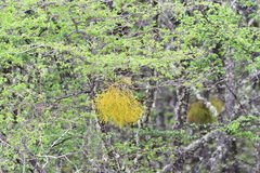 Misodendrum punctulatum