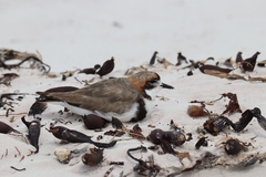 Charadrius falklandicus