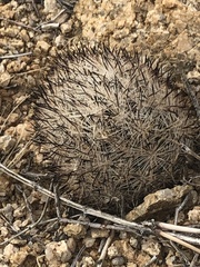 Escobaria alversonii