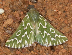 Drepanogynis bifasciata