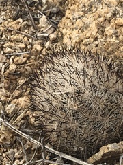 Escobaria alversonii