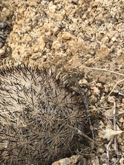 Escobaria alversonii