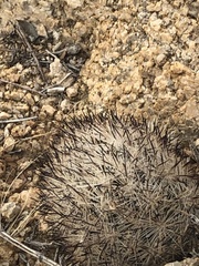 Escobaria alversonii