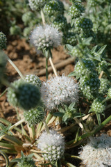 Mentha cervina