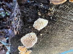 Trametes betulina