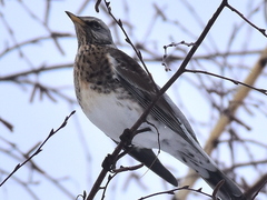 Turdus pilaris