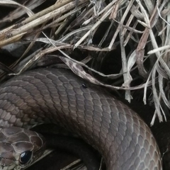 Parasitiformes