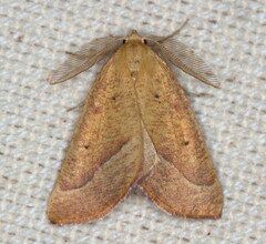 Drepanogynis carneata