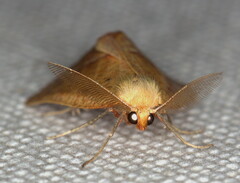 Drepanogynis carneata