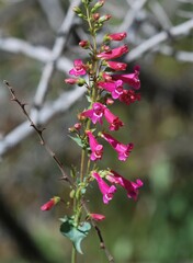 Penstemon pseudospectabilis