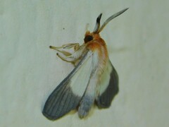 Anapisa melaleuca