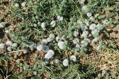 Mentha cervina