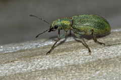 Pachyrhinus lethierryi