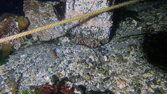 Nautichthys oculofasciatus