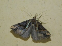 Hypena varialis