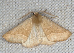 Drepanogynis costipicta