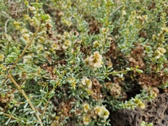 Salsola divaricata