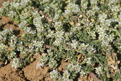 Lepidium navasii