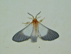 Anapisa melaleuca