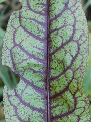 Rumex sanguineus