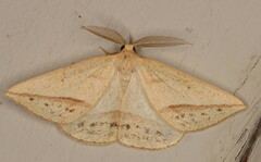 Epigynopteryx maeviaria