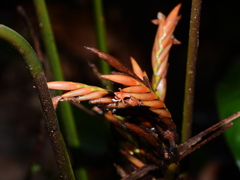 Monotagma contractum