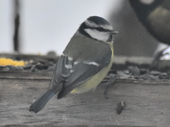 Cyanistes caeruleus