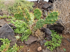 Opuntia stricta