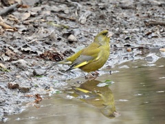 Chloris chloris