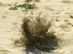 Tamarix senegalensis