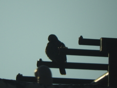 Streptopelia decaocto