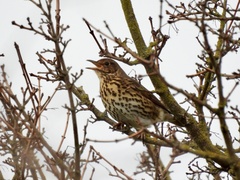 Turdus philomelos