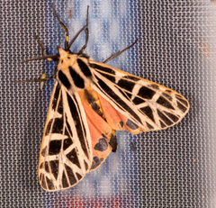 Apantesis parthenice