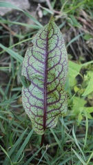 Rumex sanguineus