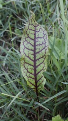 Rumex sanguineus