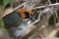 Atlapetes melanopsis