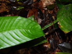 Monotagma contractum