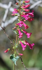 Penstemon pseudospectabilis