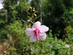 Urena lobata