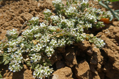 Lepidium navasii